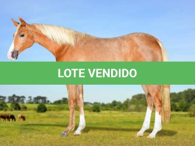 LOTE 011 - CIELO LITTLE BRUD