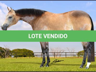 LOTE 008 - DREAM RUSTER DU VAL