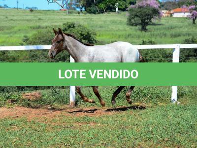 LOTE 017 - INSANE BET VRA
