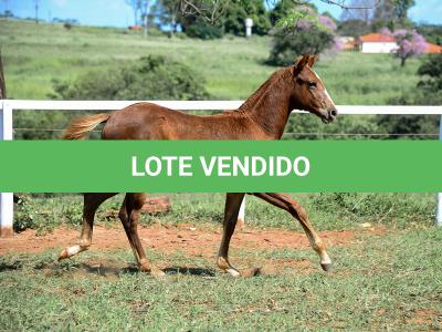 LOTE 008 - A BILLION BET VRA