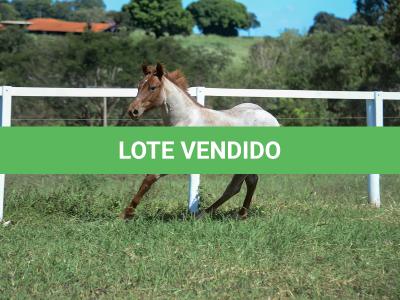 LOTE 003 - DALLARA CAT VRA