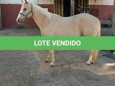 LOTE 006 - YOLLANDA WARS