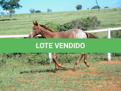 LOTE 006 - LOOK ME TWICE VRA