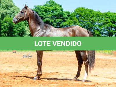 LOTE 002 - TUX CORONA G2