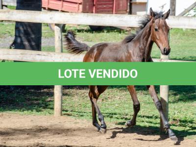 LOTE 008 - MV IDEAL PETKOVIC