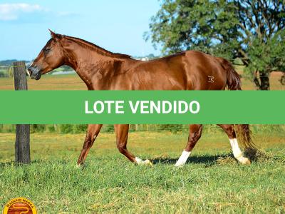 LOTE 013 - SOLTERA REY PEP B (2x1)
