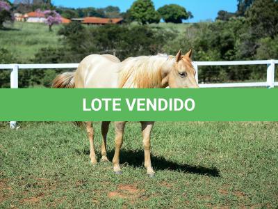 LOTE 011 - CATS BRUDDER DEE RN (2x1)