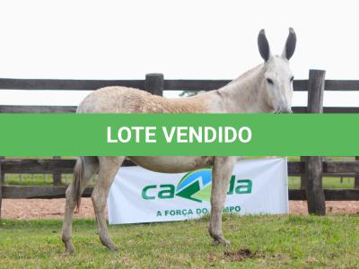 LOTE 006 - MOBILETE