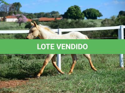 LOTE 019 - LAST BET VRA