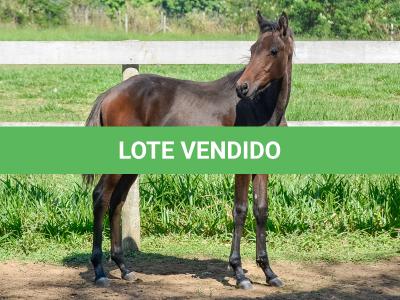 LOTE 008 - MV IDEAL PETKOVIC