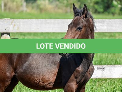 LOTE 008 - MV IDEAL PETKOVIC