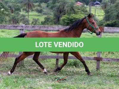 LOTE 016 - ELETTRA PANTHER HMJ