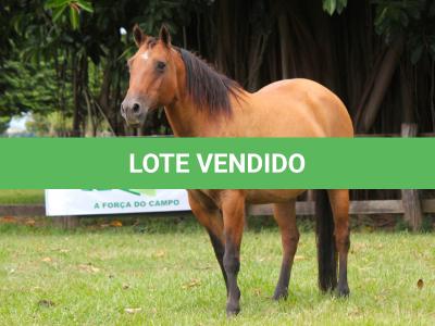 LOTE 016 - YASMINE BEE DEE