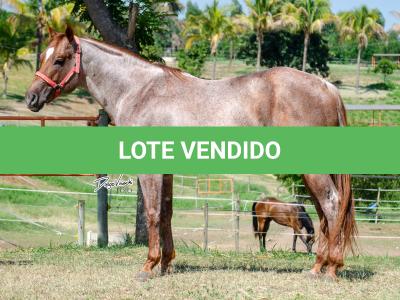 LOTE 004 - WINNIN NITRO LENA