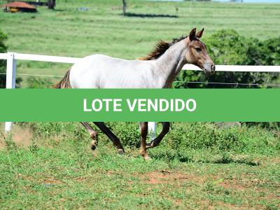 LOTE 017 - INSANE BET VRA