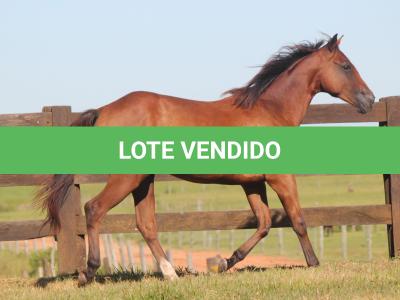 LOTE 018 - SAN JAMES APOLLO BEE