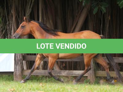 LOTE 016 - YASMINE BEE DEE