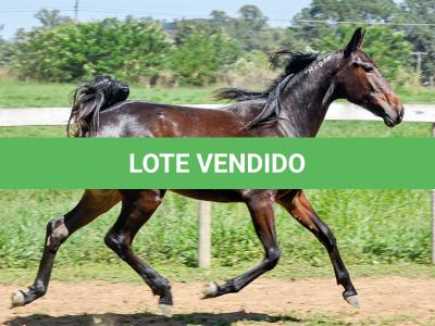 LOTE 004 - MV IDEAL BRENA