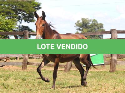 LOTE 001 - GRANFINA