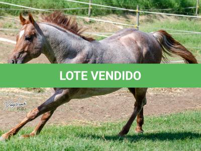 LOTE 004 - WINNIN NITRO LENA