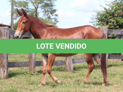 LOTE 016 - DOCINHO