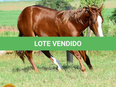 LOTE 007 - KINGS HEAVEN REY B3
