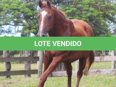 LOTE 012 - VENKA DO THISTU