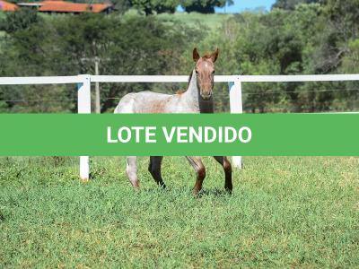 LOTE 004 - TRINITY CAT VRA