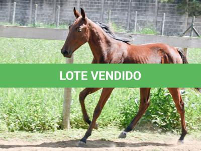 LOTE 007 - MV OK ARTIMANHA