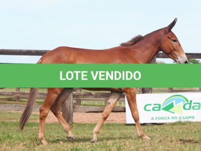 LOTE 015 - SEGREDO