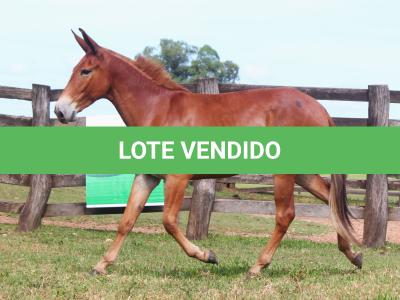 LOTE 003 - TRES PINTAS