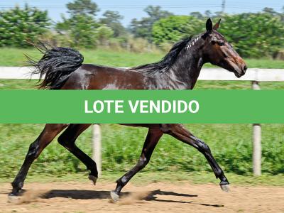 LOTE 004 - MV IDEAL BRENA