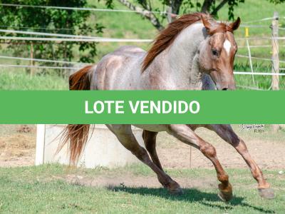 LOTE 004 - WINNIN NITRO LENA