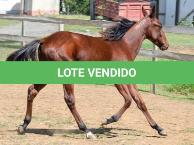 LOTE 007 - MV OK ARTIMANHA