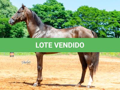 LOTE 002 - TUX CORONA G2