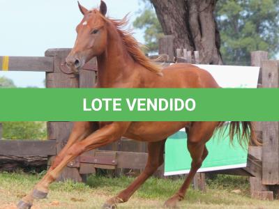 LOTE 013 - BLUE SAN PEPPY