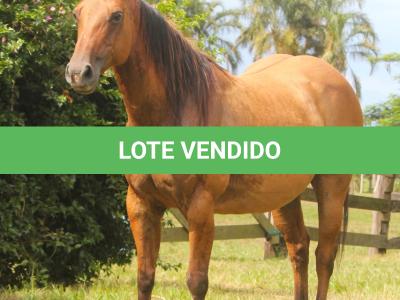 LOTE 017 - EL NINA SHADY DO EDU