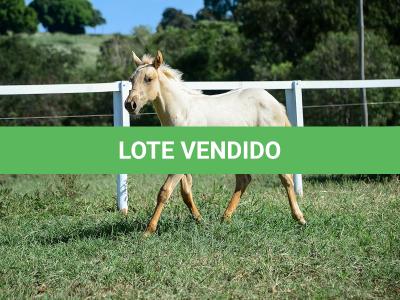 LOTE 014 - GANGSTAR VRA