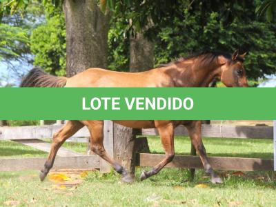 LOTE 017 - EL NINA SHADY DO EDU