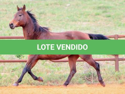 LOTE 007 - MISS DUAL PEP HSC