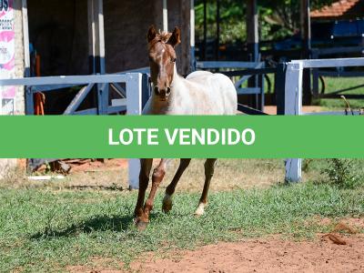 LOTE 003 - DALLARA CAT VRA