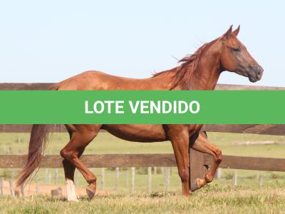 LOTE 019 - LIL PEPPY POINT