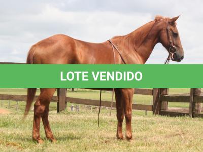 LOTE 005 - HUNTER ZORRERO OAK