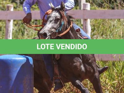 LOTE 009 - MY ZORRERO BOY