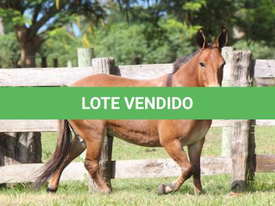 LOTE 014 - SORVETE