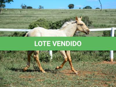 LOTE 014 - GANGSTAR VRA