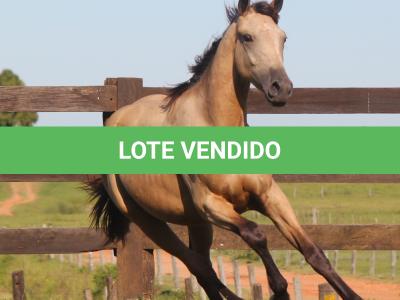 LOTE 016 - APOLLO H HANCOCK