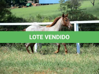 LOTE 003 - DALLARA CAT VRA