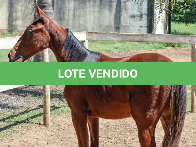 LOTE 007 - MV OK ARTIMANHA