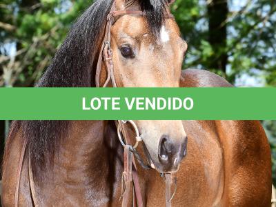 LOTE 009 - BUCKY LITTLE CIELO